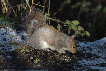 A stunning grey squirrel eating nuts in the forest after a heavy downfall of snow. This photograph was taken at Longton Nature Reserve in Preston, United Kingdom.