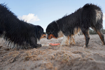 dogs plays in beach and water. two Active australian shepherd jumping . Active holiday with a pet