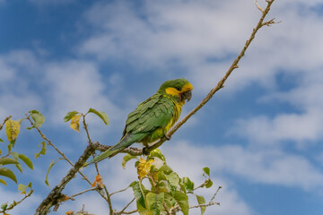 Loro Orejiamarillo Yellow-eared Parrot Ognorhynchus icterotis columbia.