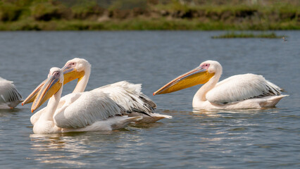 White pelican, Pelecanus onocrotalus, in Lake Kerkini, Greece. Pelicans on blue water surface. Wildlife scene from Europe nature. Bird mountain background. Birds with long orange bills.