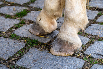 Hooves of a horse on gray paving stones