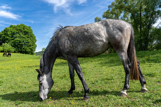 Gray horse on the green field of a farm