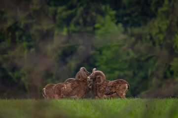 Two adult male mouflon with curled horns standing in the middle of a meadow with a green background in the Czech Republic