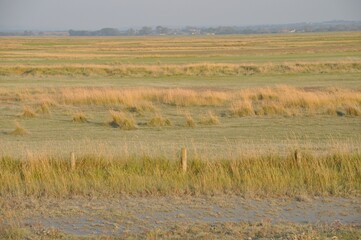 Salt marshes of the bay of  Mont Saint Michel