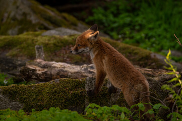 Red fox cub standing on the tree trunk near to a burrow and a rock in the middle of a beech forest in the Czech Republic