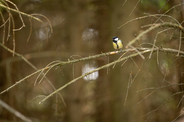 a yellow tit sitting on a branch in the middle of a spruce forest in the Czech Republic