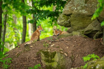 Two red fox cub sitting on the top of a burrow near a rock in the middle of a beech forest in the Czech Republic