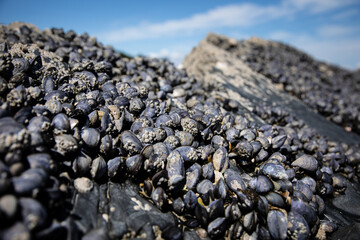 Des moules sauvages sont accrochées à des rochers sur la côte de Pordic en Bretagne.