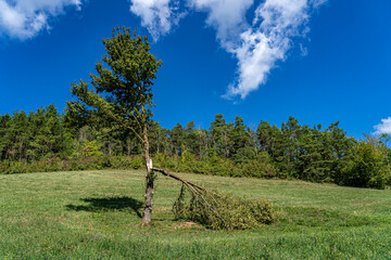A field near the green forest with a broken tree
