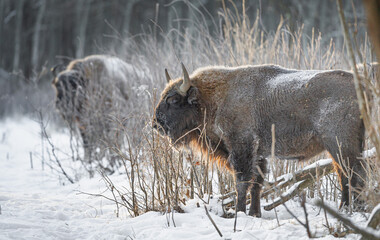wild bison in snow