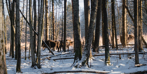 Obraz premium forest in winter
