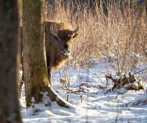 european bison in the woods