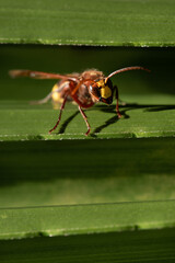 Naklejka premium a hornet sits on the folded leaf of a palm tree outdoors. She seeks shelter in the depths of the leaf and looks ahead.