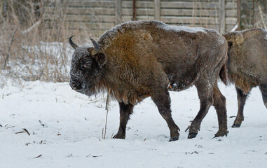 bison in national park
