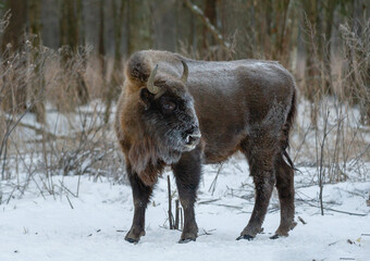 european bison in snow
