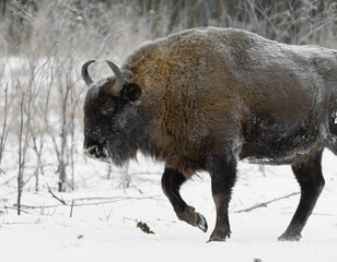 european bison in a forest