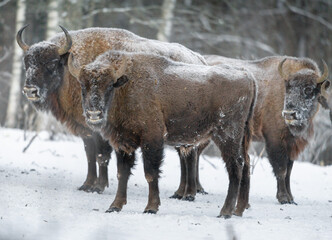 european bison in winter
