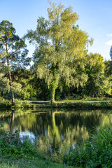 Little lake with clear water and reflections in the water