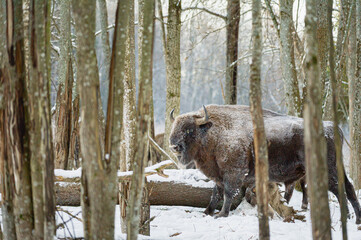 european bison in winter forest