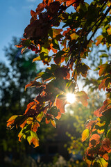 Sunlight like a star through colorful leaves in autumn