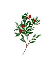 Floral plants illustration red berries bouquet fir tree branches
