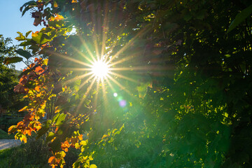 Sunlight like a star through colorful leaves in autumn