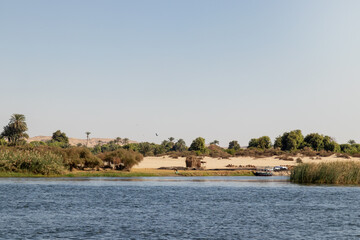 Fototapeta na wymiar Beautiful landscape of the Nile river bank in Egypt with animals and boat and bird flying around with blue clear sky