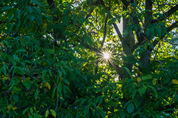 Sunlight like a star through colorful leaves in autumn