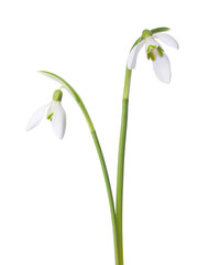 Two white Snowdrops isolated on white background.