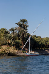 Vertical view of Nile river bank landmark with vegetation and a Faluca boat saling around the natural enviroment