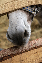 Nose of a horse through the wooden fence