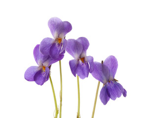 Fototapeta na wymiar Early spring flowers ( Viola odorata) isolated on white background. Wood Violet. Selective focus