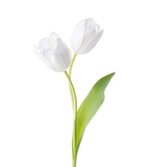 Two white Tulips isolated on white background. - 562450355