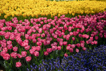 Many yellow and pink tulips in the garden