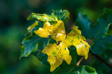 Water drops on the green plants in the morning