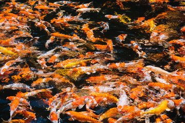 Group of colorful fancy carp fish (Koi) are swimming in the water