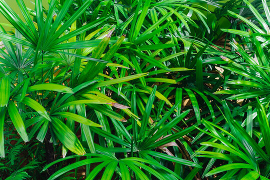 Fresh and green bamboo palm leaves plants or lady palm bush, rhapis excelsa