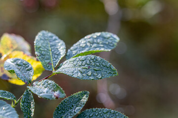 Water drops on the green plants in the morning