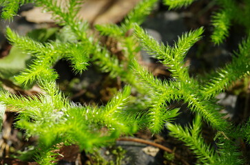 ヒカゲノカズラ