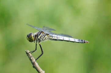 コフキトンボ © Eastport_707