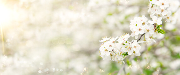Spring tree with white flowers. Spring border or background art with white flowers. Beautiful nature scene with blossoming tree and sunlight.