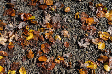 Fallen dead leaves on the gray ground