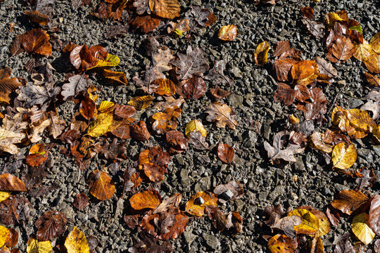 Fallen dead leaves on the gray ground