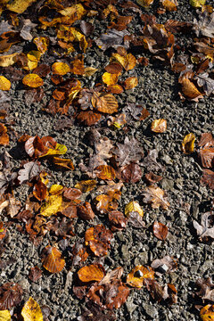 Fallen dead leaves on the gray ground