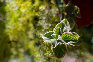 incense plant planta de incienso