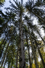 High trees and blue sky in the middle of the forest