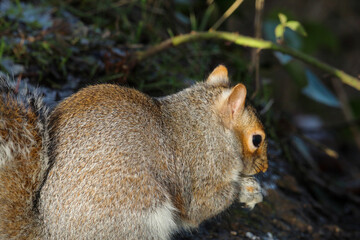 A stunning grey squirrel eating nuts in the forest after a heavy downfall of snow. This photograph was taken at Longton Nature Reserve in Preston, United Kingdom.