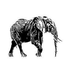 Black and white sketch of an elephant on a transparent background