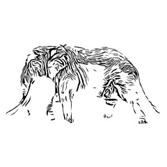 Black and white sketch of an elephant on a transparent background