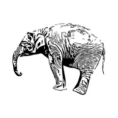 Black and white sketch of an elephant on a transparent background